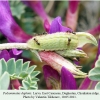 polyommatus daphnis daghestan larva l4 2